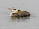 Great Crested Grebe - Perkoz Dwuczuby